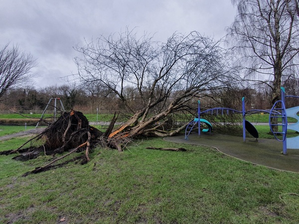 Removing a windblown tree from a public park